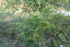 Carissa spinarum